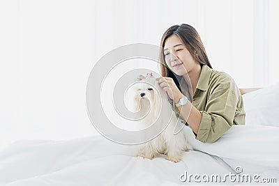 Young woman ties the hair to a white-haired maltese dog. Baby Grooming for white dog Stock Photo