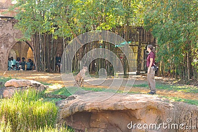 Young woman training Cheetah before the eyes of a group of people and employees at Bush Gardens Editorial Stock Photo
