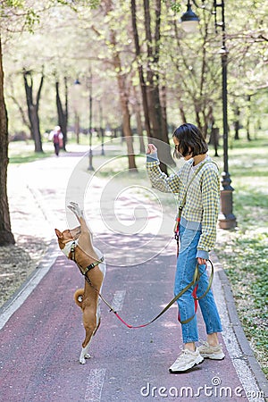 A young woman trains a non-barking African dog for a walk in the park. The Basenji performs the command on its hind legs Stock Photo