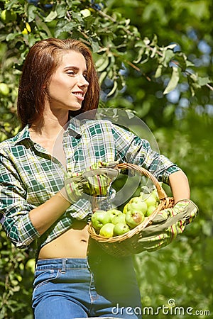 Young woman up on a ladder picking apples from an apple tree on a lovely sunny summer day Stock Photo