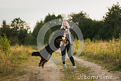 Young woman walking with Bernese Mountain Dog on the summer field Stock Photo