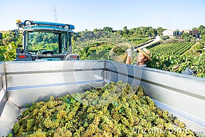 Young woman winemaker in hat loading harvest of grapes Stock Photo