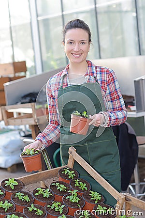 Young woman working in greenhouse horticulture Stock Photo