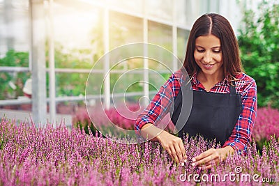 Young woman working in a greenhouse tending plants Stock Photo