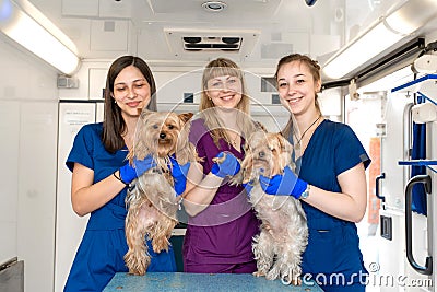 Young women professional pet doctors posing with yorkshire terriers inside pet ambulance. Animals healthcare concept Stock Photo