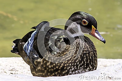 A young wood duck on a rock Stock Photo