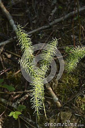 Young wood horsetail in the forest, in spring Stock Photo