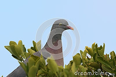 A young Wood Pigeon or Common Wood Pigeon, Columba palumbus, per Stock Photo