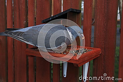 Young Wood Pigeon Feeding. Stock Photo