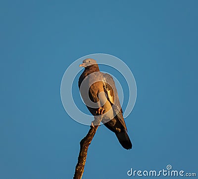 Young wood pigeon Stock Photo