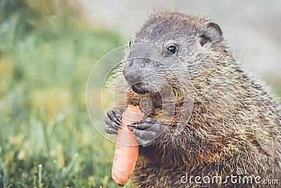 Young Woodchuck Marmota Monax holding carrot Stock Photo