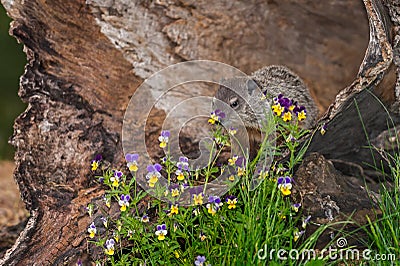 Young Woodchuck (Marmota monax) Behind Flowers Stock Photo