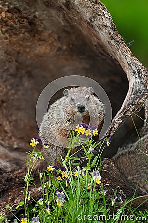 Young Woodchuck Marmota monax Behind Flowers Stock Photo