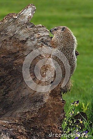 Young Woodchuck Marmota monax Clings to Side of Log Stock Photo