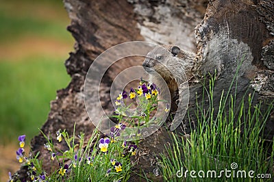 Young Woodchuck Marmota monax and Flowers Stock Photo