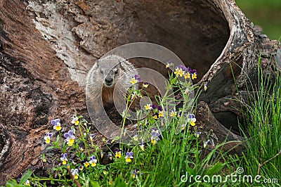 Young Woodchuck Marmota monax Glares Out from Log Stock Photo