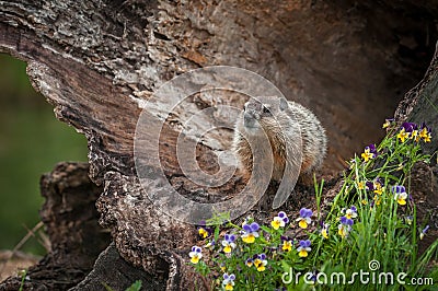 Young Woodchuck Marmota monax Head Up in Log Stock Photo