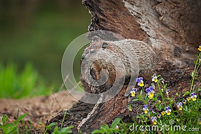 Young Woodchuck Marmota monax Looks Left From Log Stock Photo
