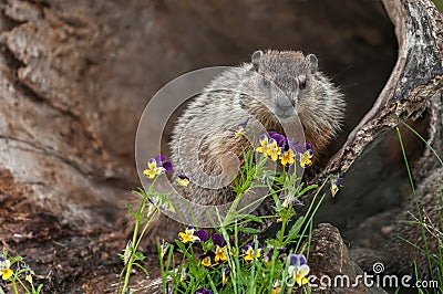 Young Woodchuck Marmota monax Looks Out From Behind Flowers Stock Photo