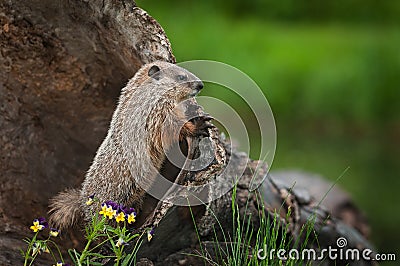 Young Woodchuck Marmota monax Peers Over Log Stock Photo