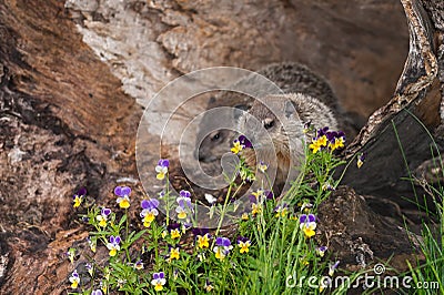 Young Woodchuck (Marmota monax) Sniffs at Flowers Stock Photo