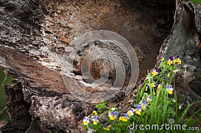 Young Woodchuck Marmota monax Stands Inside Log Stock Photo