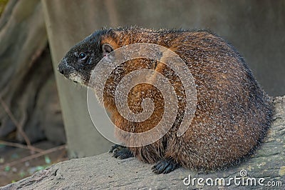 Young Woodchuck Stock Photo