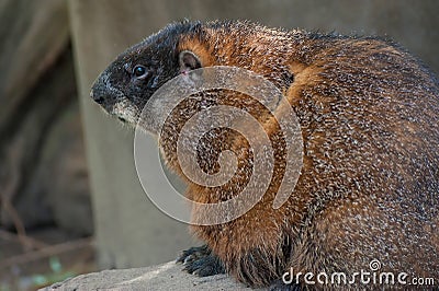 Young Woodchuck Stock Photo