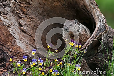 Young Woodchuck (Marmota monax) Looks Out from Inside Log Stock Photo