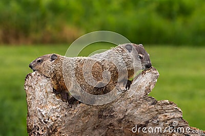 Young Woodchucks (Marmota monax) Atop Log Stock Photo