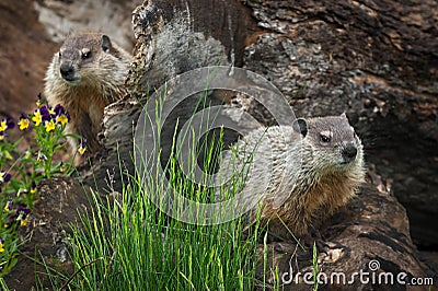 Young Woodchucks Marmota monax Sit on Log Stock Photo