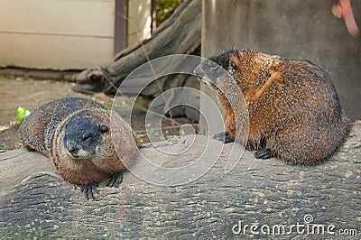 Young Woodchucks Stock Photo