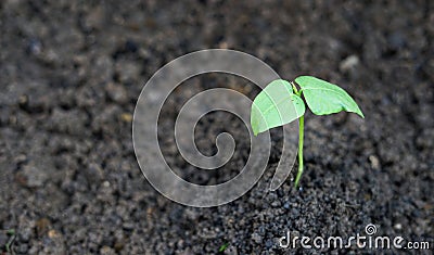 Young yard long bean plant growing from the earth Stock Photo