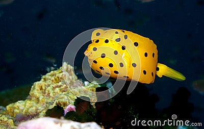 Young yellow boxfish Stock Photo