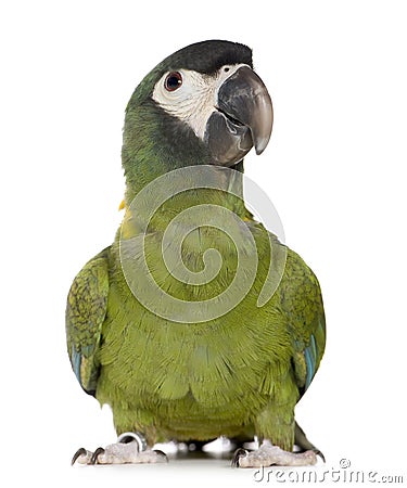 Young Yellow collared Macaw - Primolius auricollis Stock Photo