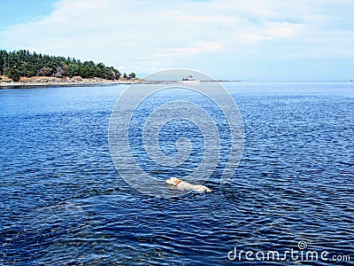 A young yellow lab swimming far from shore off of tugboat island in the Gulf Islands of British Columbia, Canada. Stock Photo