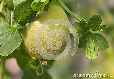 Young yellow melon or japanness melon hanging on tree Stock Photo