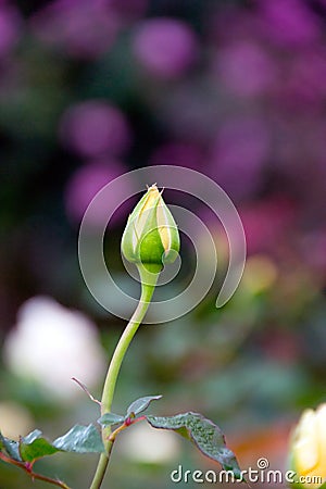 Young yellow Rose Stock Photo