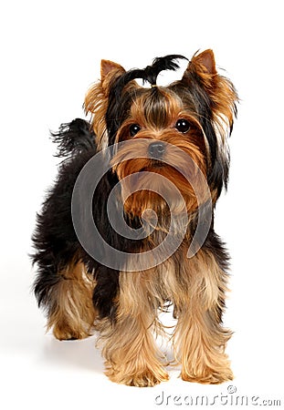 Young Yorkshire Terrier Stock Photo