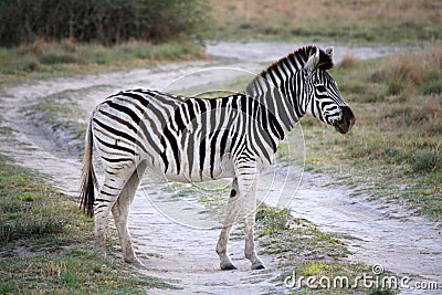 Young Zebra crossing dirt track road in Botswana Stock Photo