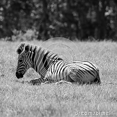 Close up of young zebra, photographed in monochrome at Knysna Elephant Park, Garden Route, Western Cape, South Africa. Stock Photo