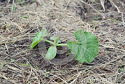 Young zucchini bud Stock Photo