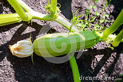 Young zucchini in the garden. Stock Photo