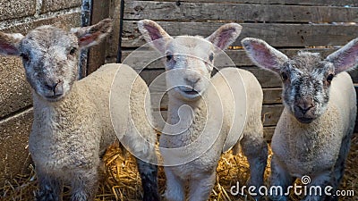 Youngs lamb pose for photo while standing in straw Stock Photo