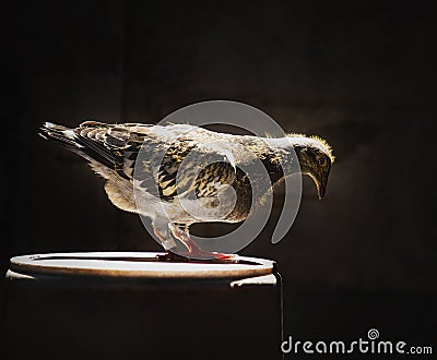 Youngster of home pigeon racing standing on the bucket Stock Photo