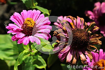 Youth-and-age, or common zinnia flowers Stock Photo