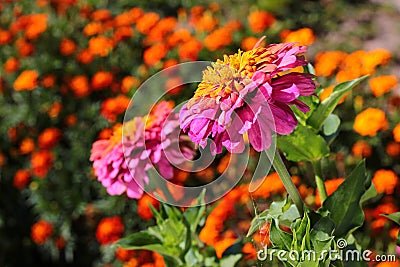Youth-and-age, or common zinnia, with marigold flowers on a flowerbed Stock Photo