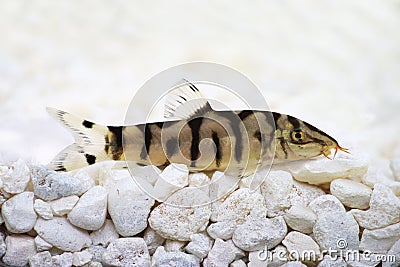Yoyo loach Almora loach or Pakistani loach, Catfish Botia almorhae Stock Photo