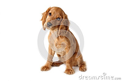 Ypung English cocker spaniel dog Stock Photo