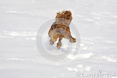 Ypung English cocker spaniel dog Stock Photo